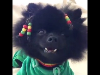 rasta dog (6 sec)